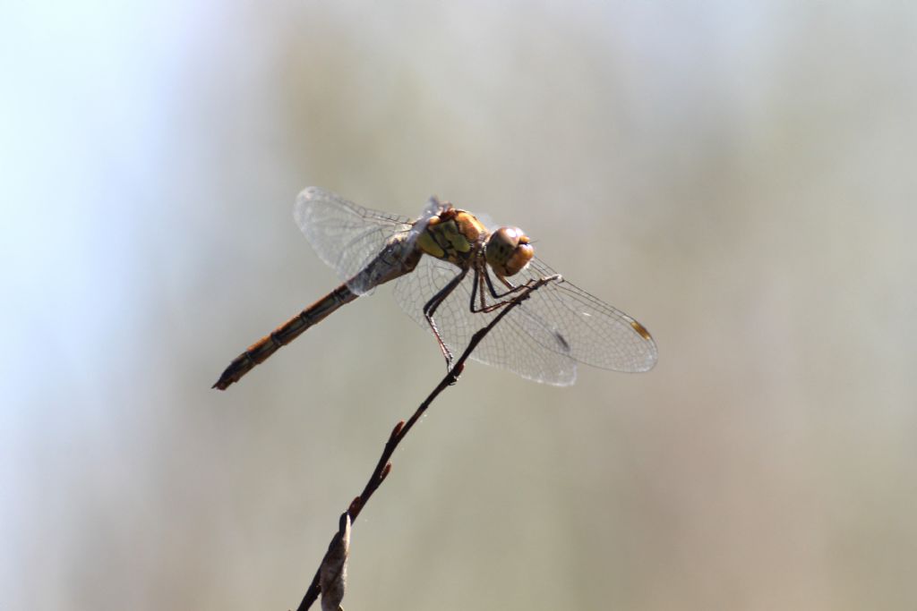 Sympetrum striolatum,  femmina